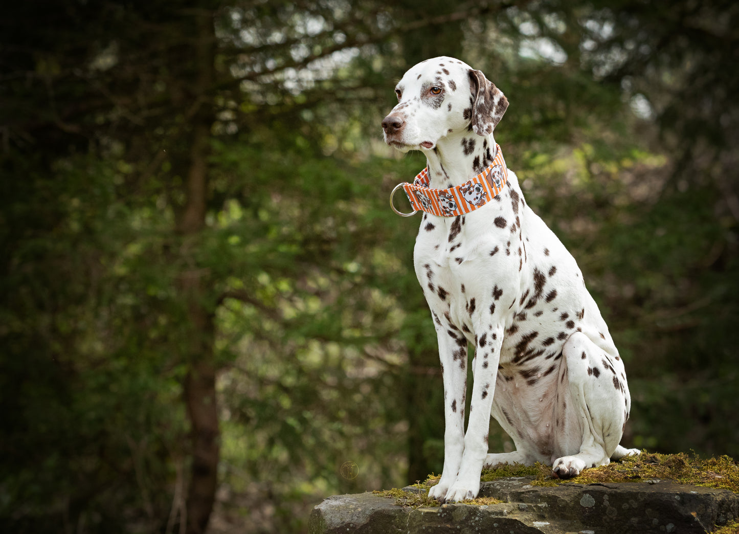Bunte Dalmatiner (braune Hundeköpfe)