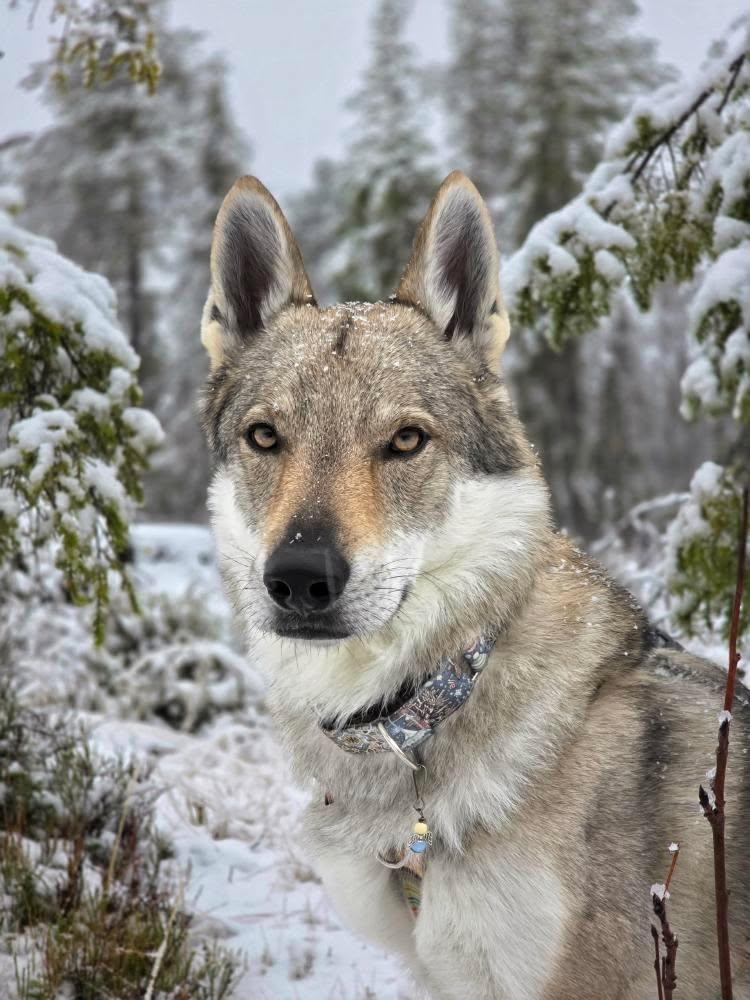 X-MAS Retro Weihnachten Deer