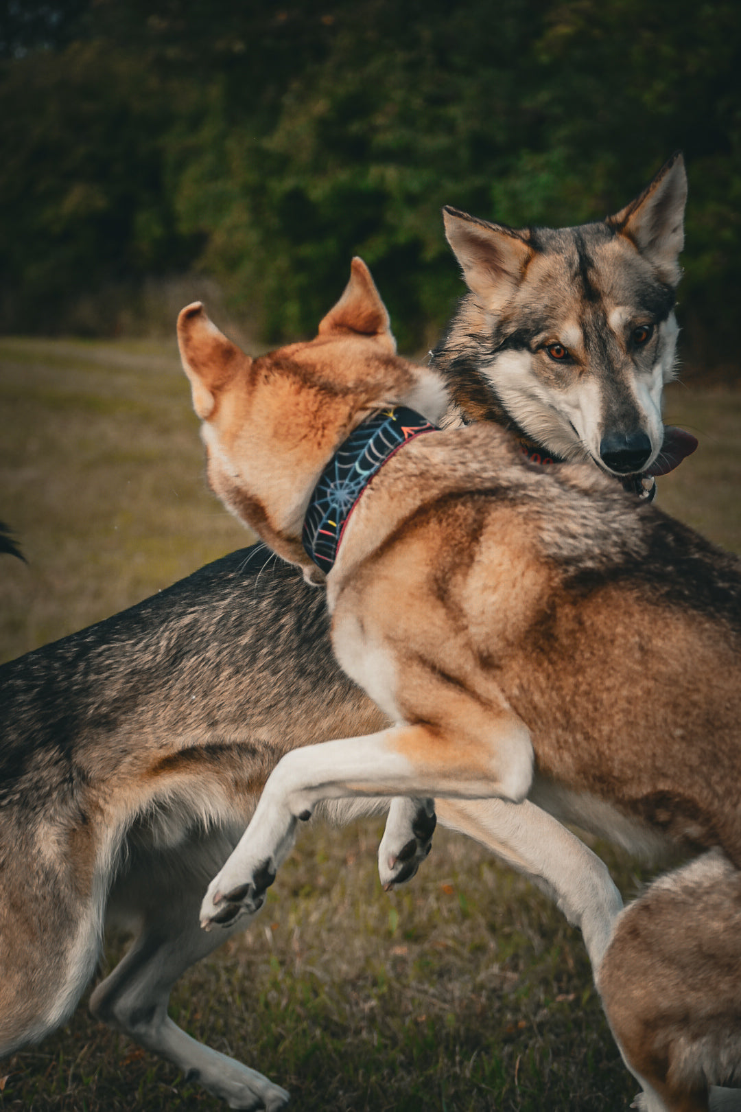 Halloween 6 🕸🕷🦇🎃