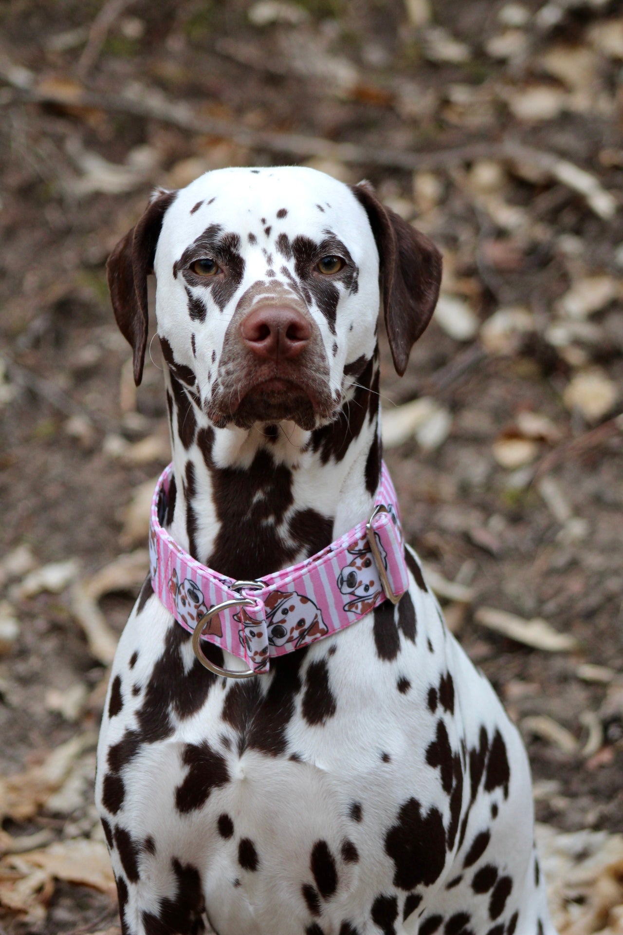 Dalmatian click closure brown heads