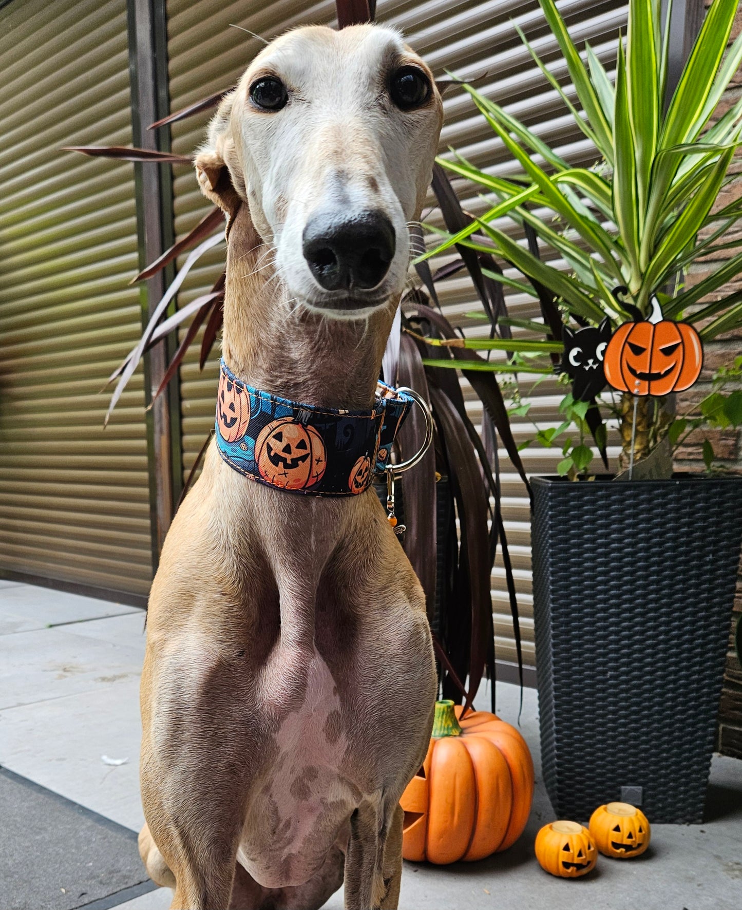 Halloween 2 🦇🎃🦇 