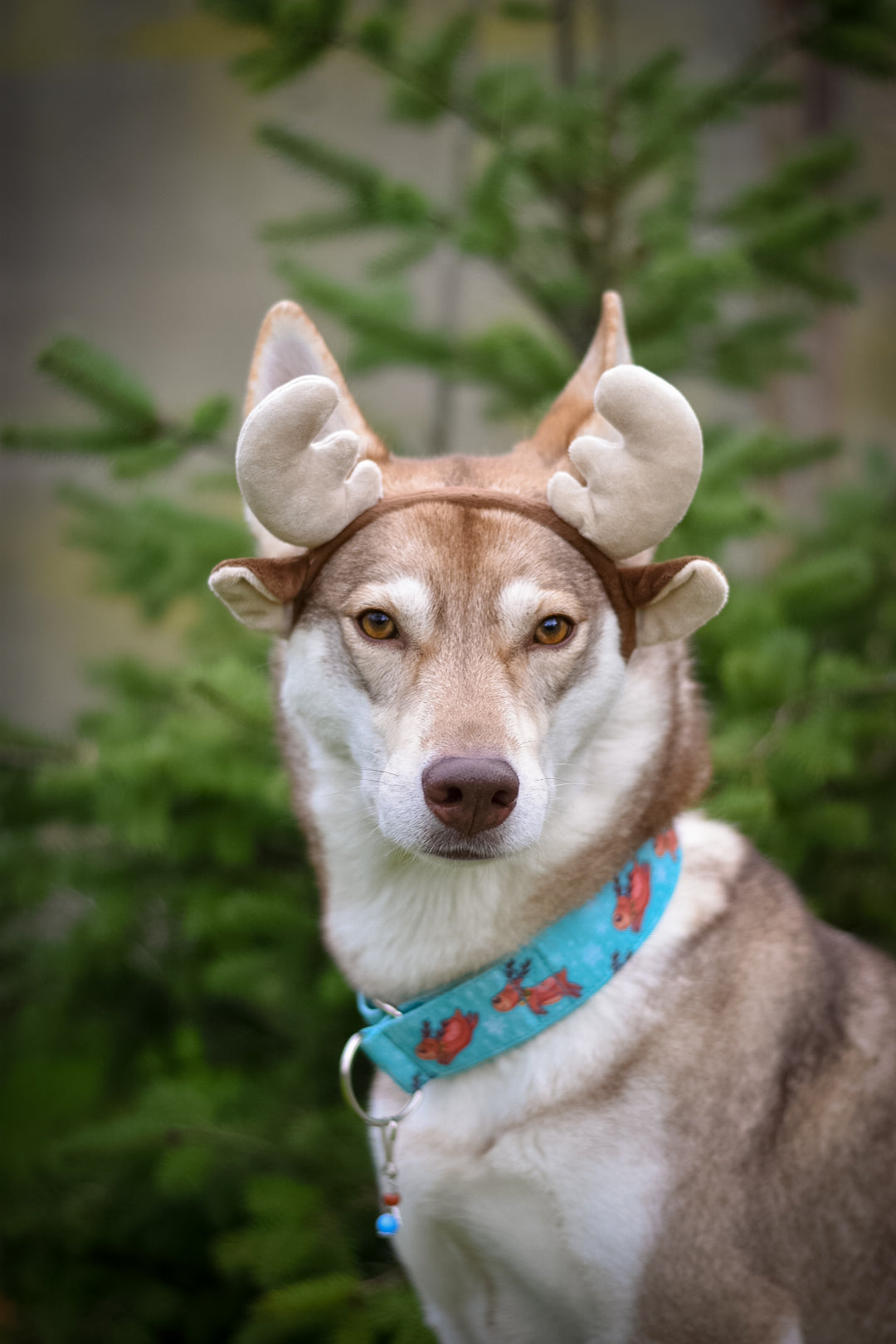X-MAS Weihnachten 6