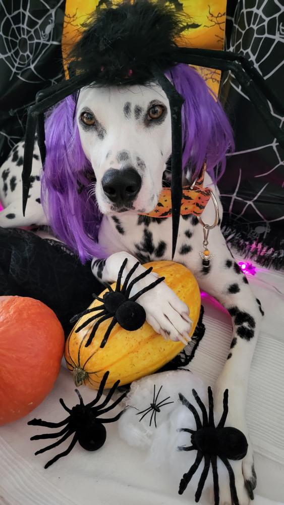 🎃🦇 Fledermäuse