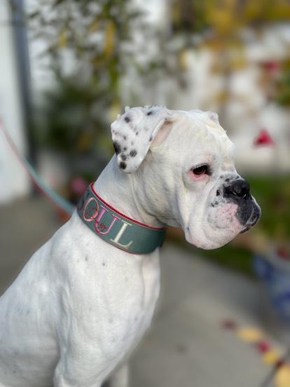 Reine Gurthalsbänder gepolstert