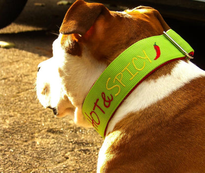 Reine Gurthalsbänder gepolstert
