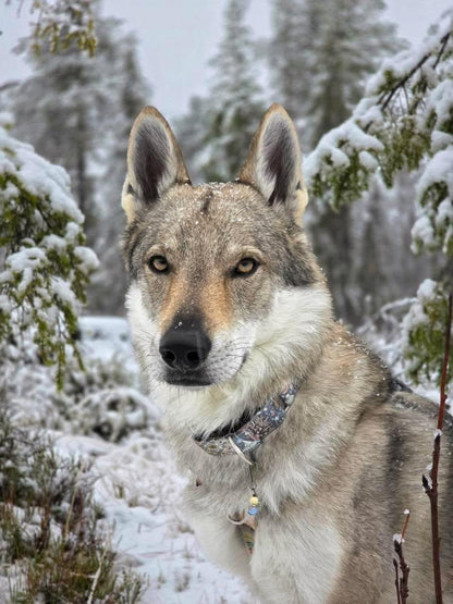 X-MAS Retro Weihnachten Deer
