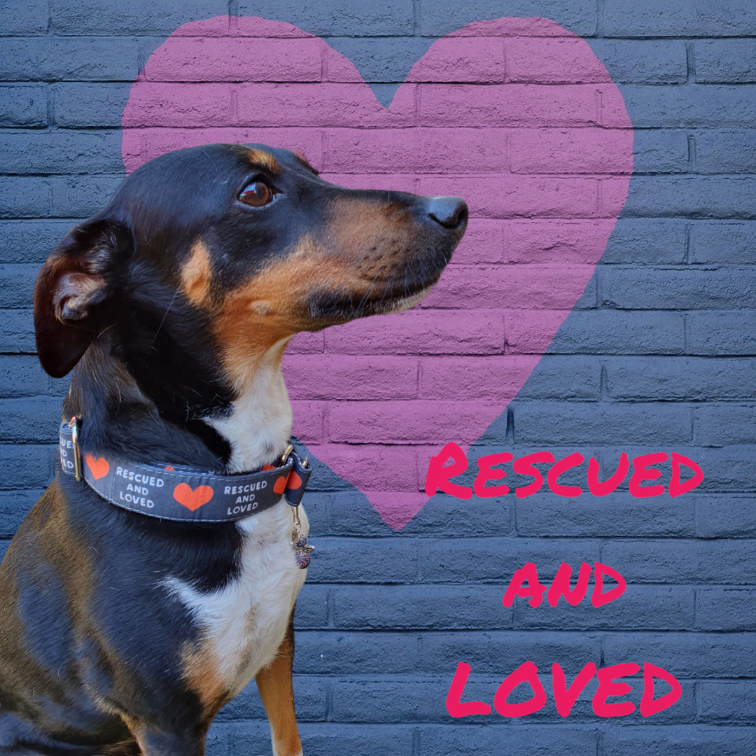 Rescue And Love