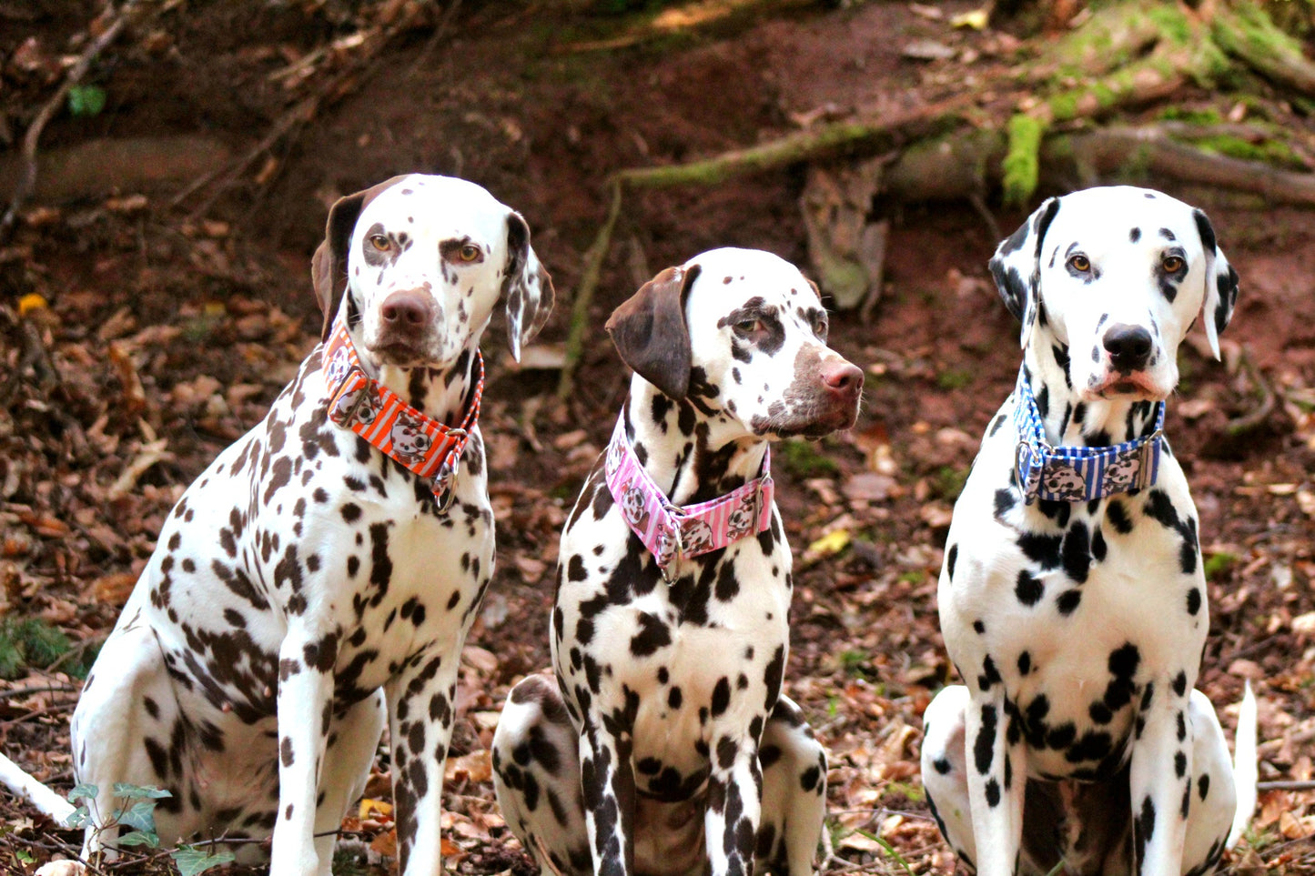 Bunte Dalmatiner (braune Hundeköpfe)