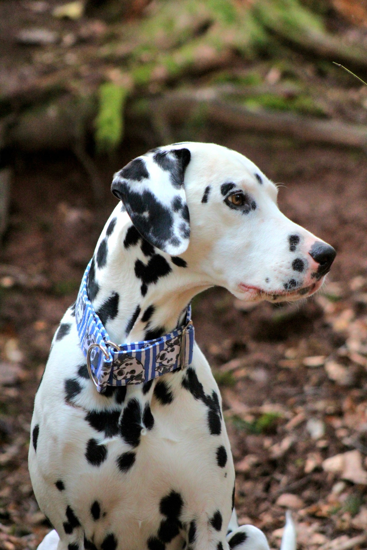 Bunte Dalmatiner (braune Hundeköpfe)