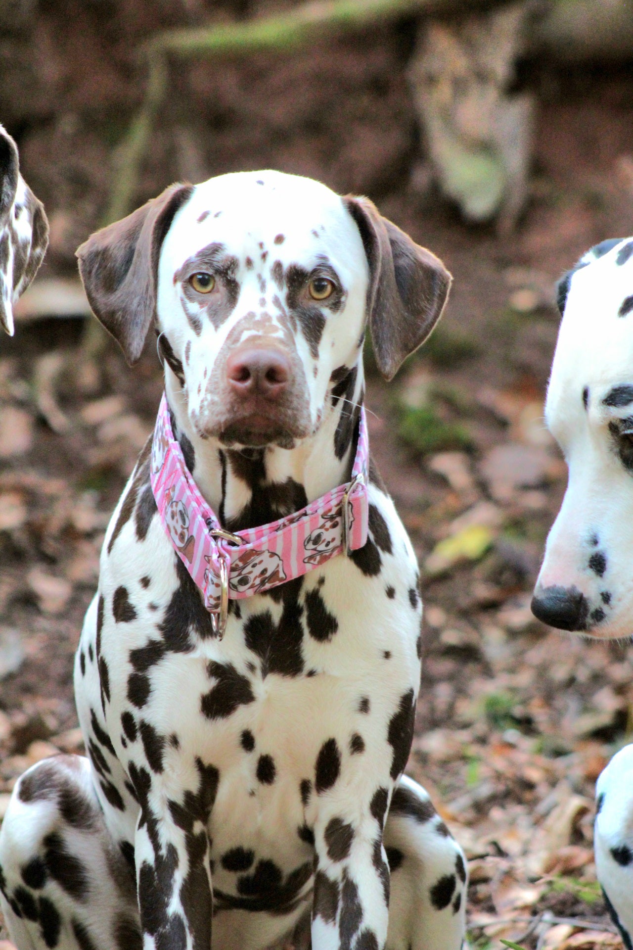 Bunte Dalmatiner (braune Hundeköpfe)