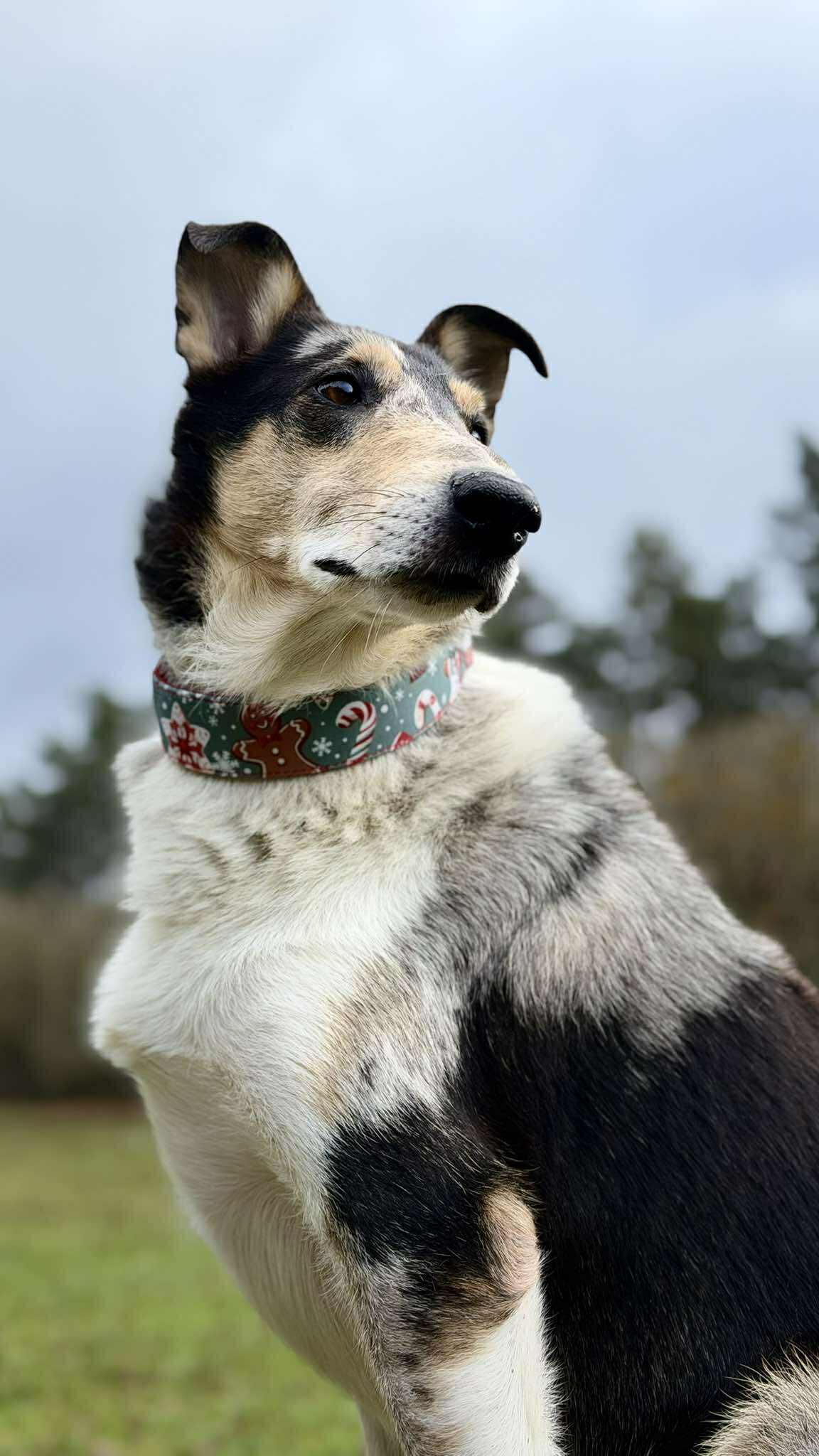 Christmas gingerbread 🎅 