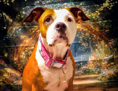 Christmas Penguin 🐧 